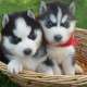 Orginal Siberian Husky Welpen,...